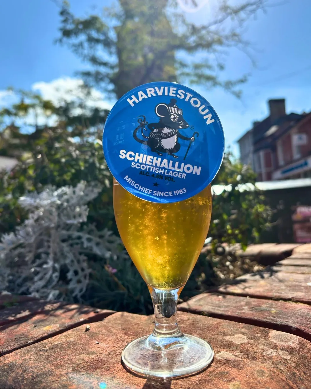 A golden lager in the sunshine on Market Square